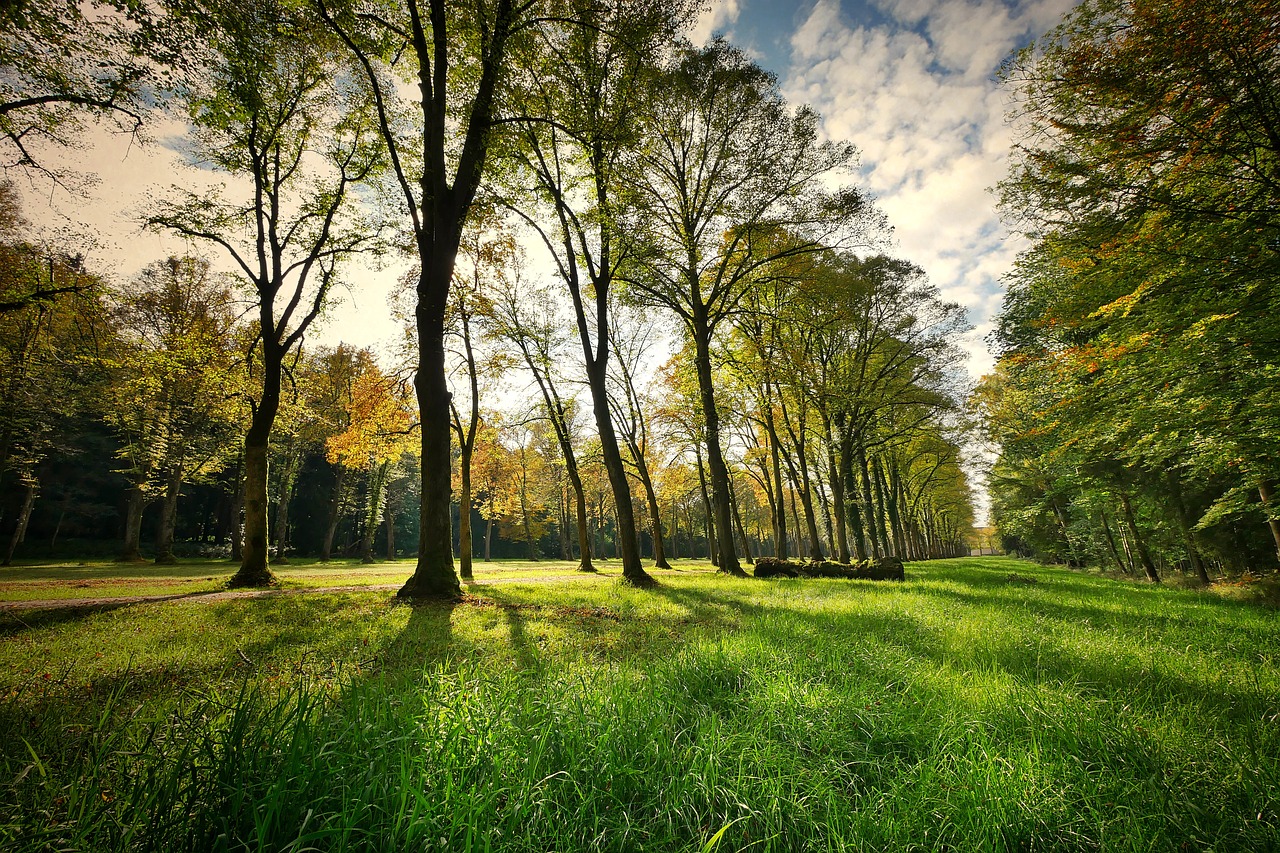Why City Parks are Vital Components of Green Cities